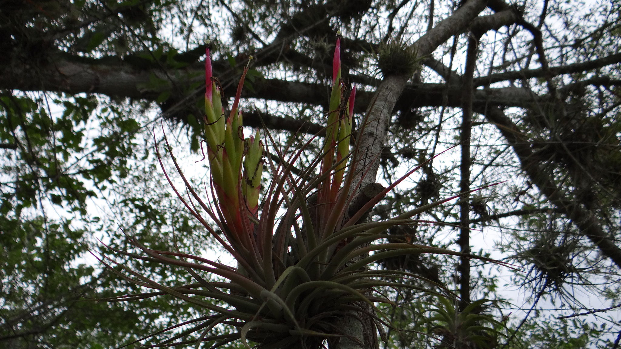 Tillandsia palmasolana 